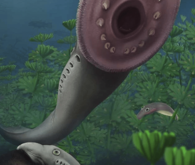 Baby lampreys had teeth (ok not really!) – Paper out in Nature!